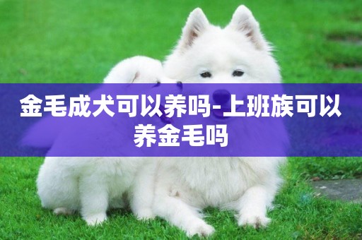 金毛成犬可以养吗-上班族可以养金毛吗